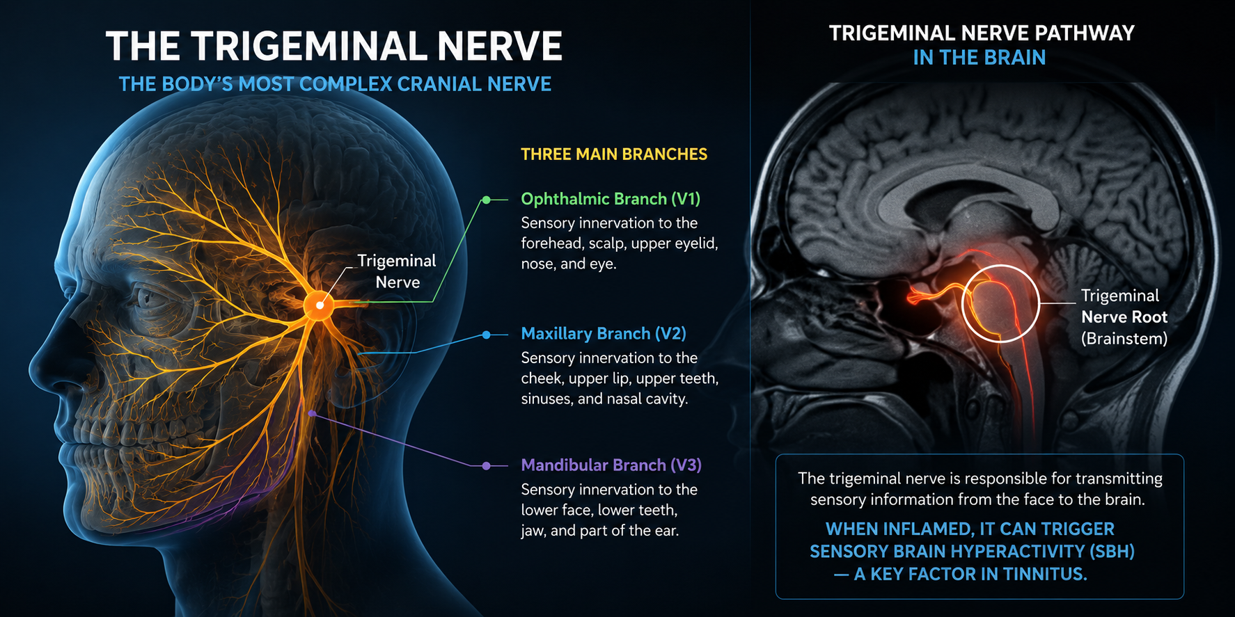 Nerve Pathway Map